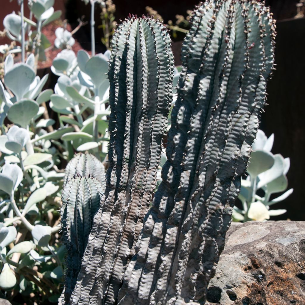 Euphorbia horrida Alba