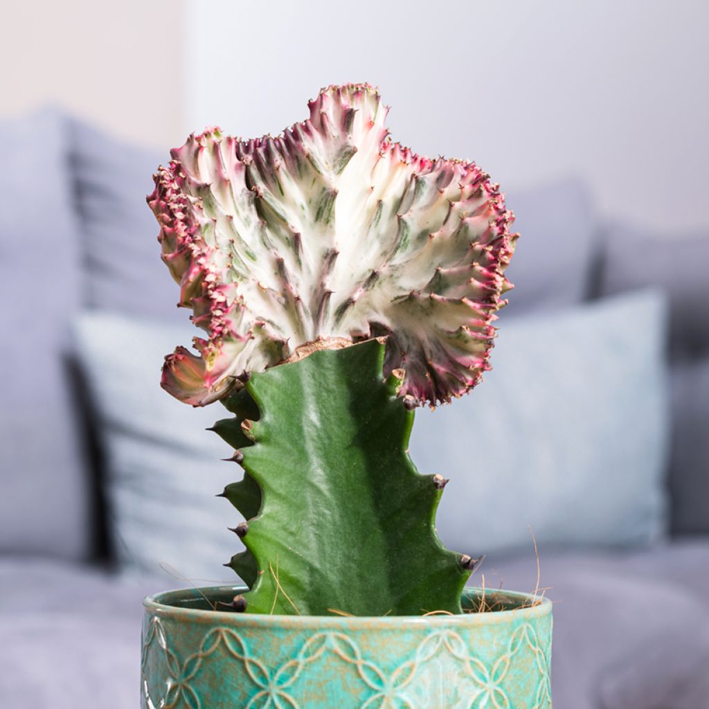 Euphorbia lactea Cristata - Korallen-Wolfsmilch