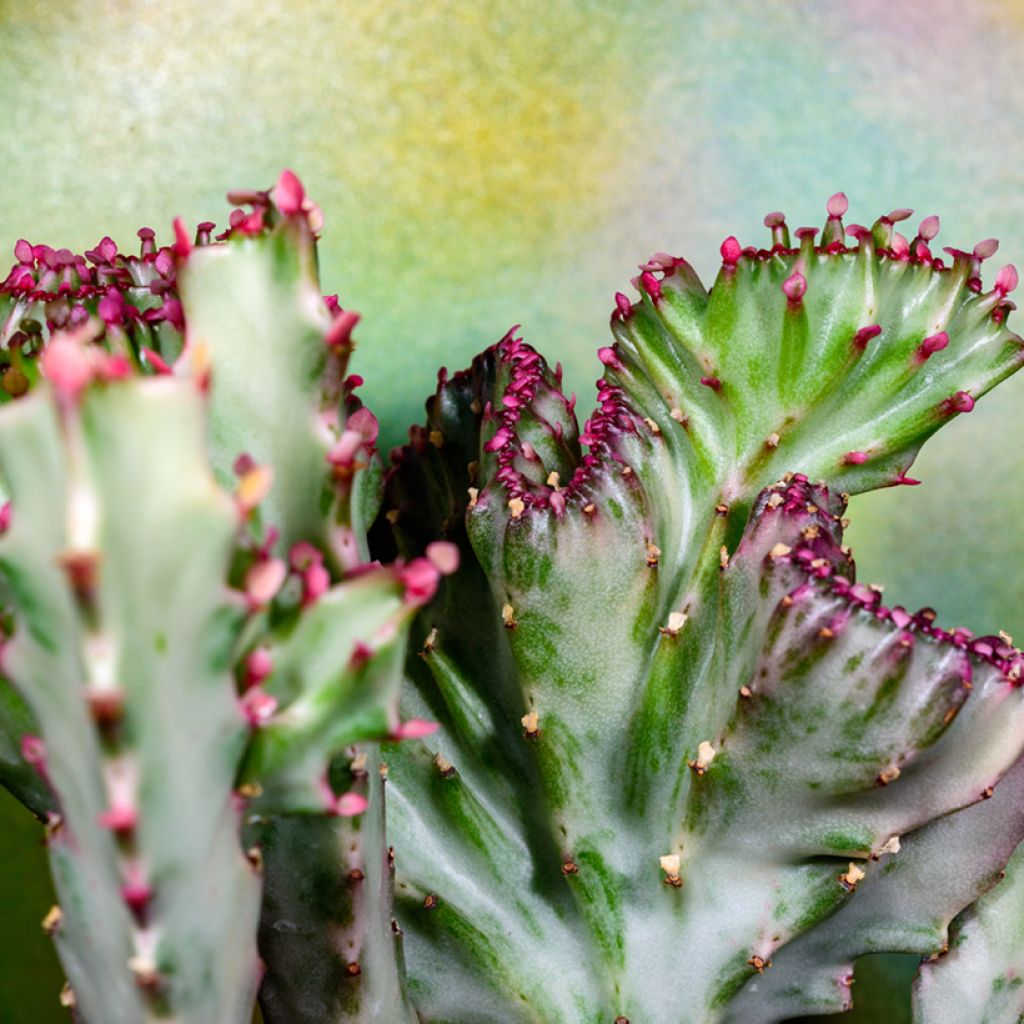 Euphorbia lactea Cristata - Korallen-Wolfsmilch