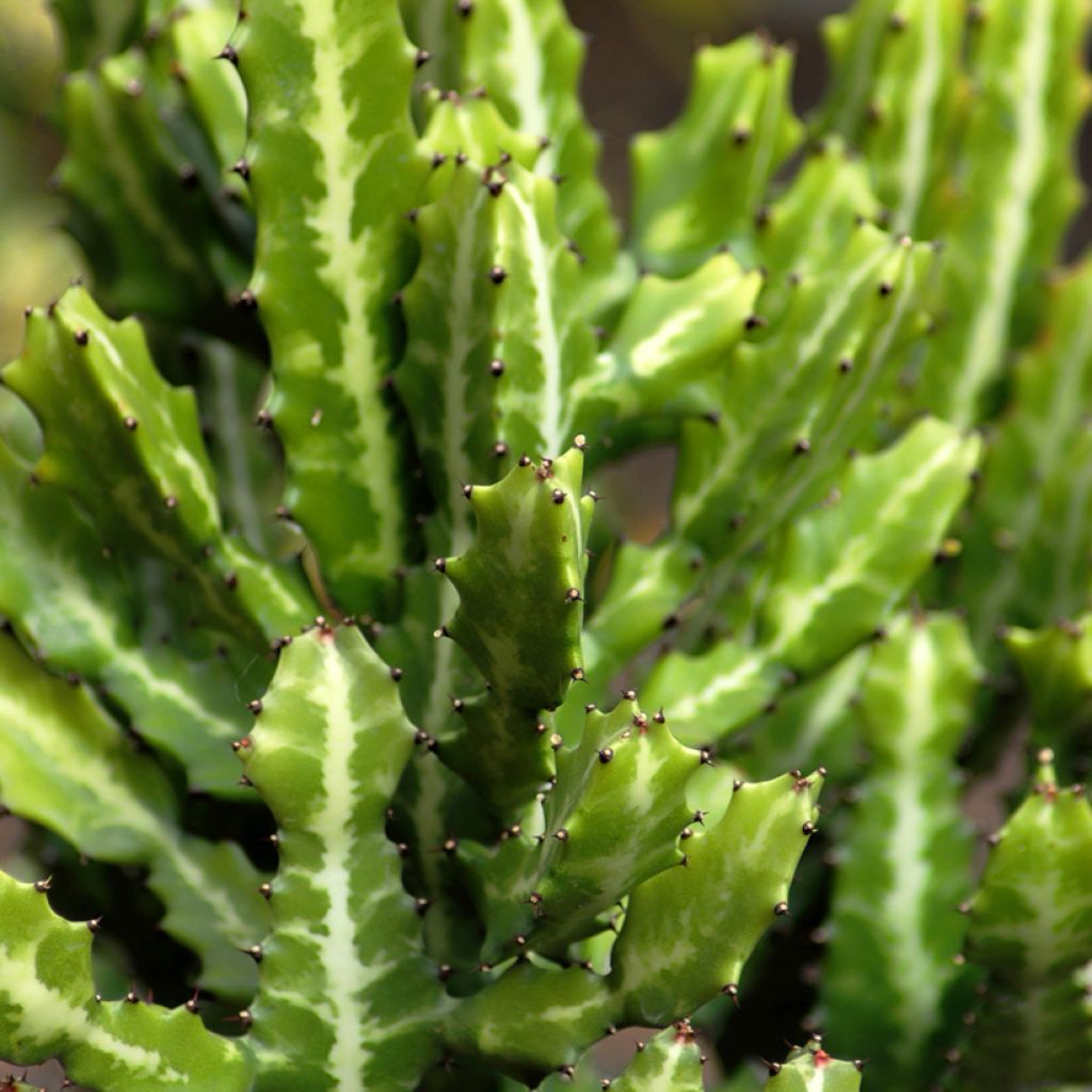 Euphorbia lactea - Korallen-Wolfsmilch