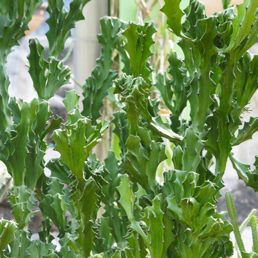 Euphorbia lactea - Korallen-Wolfsmilch