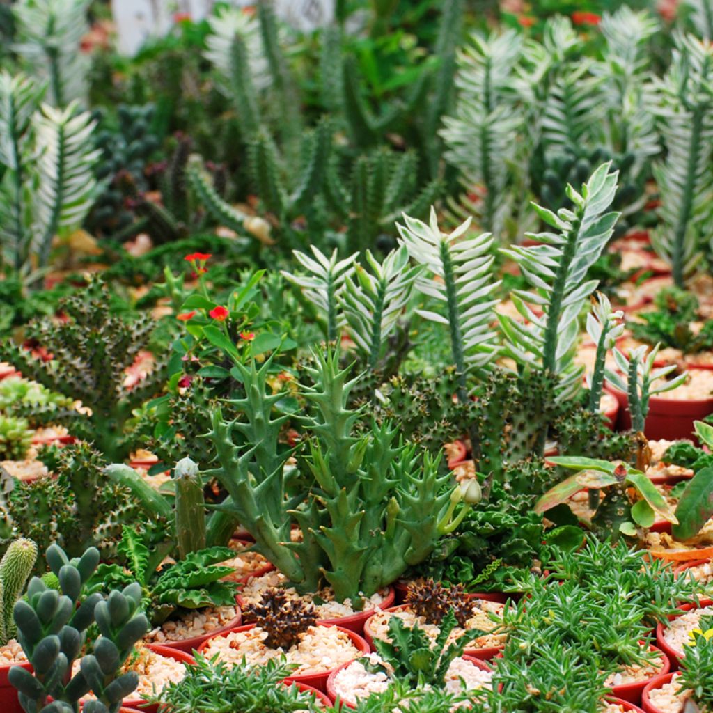 Euphorbia lactea - Korallen-Wolfsmilch