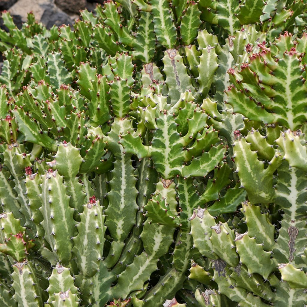 Euphorbia lactea - Korallen-Wolfsmilch