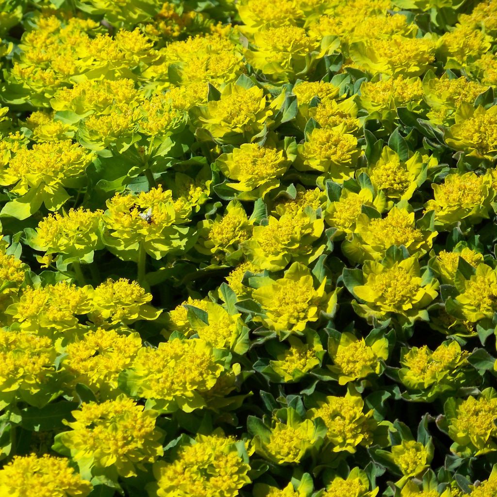 Euphorbia polychroma Major - Gold-Wolfsmilch