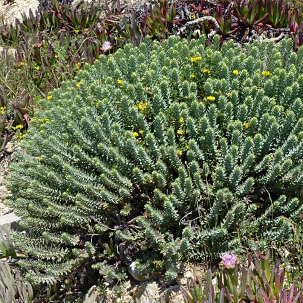 Euphorbia pithyusa - Pithyusen-Wolfsmilch