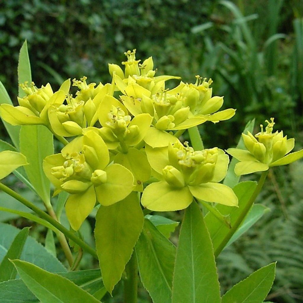 Euphorbia sarawschanica - Wolfsmilch