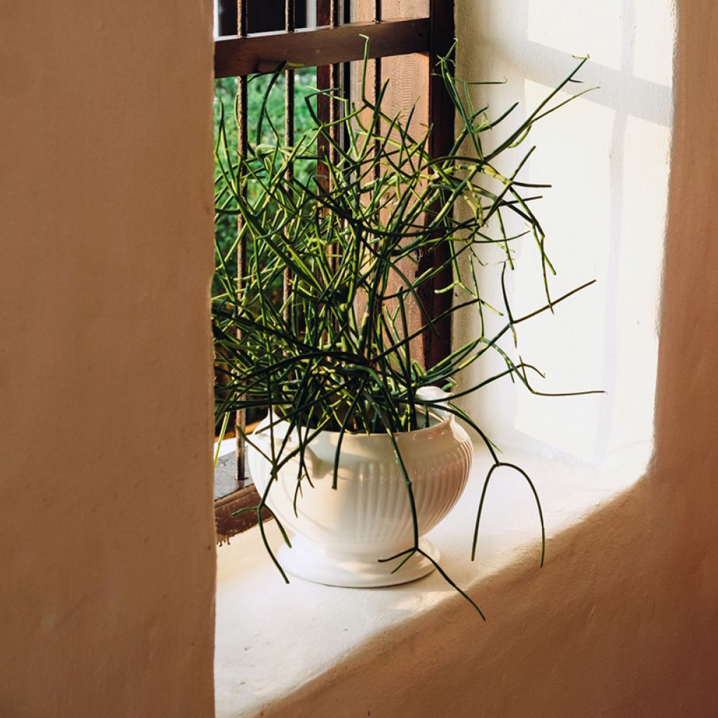 Bleistiftstrauch - Euphorbia tirucalli