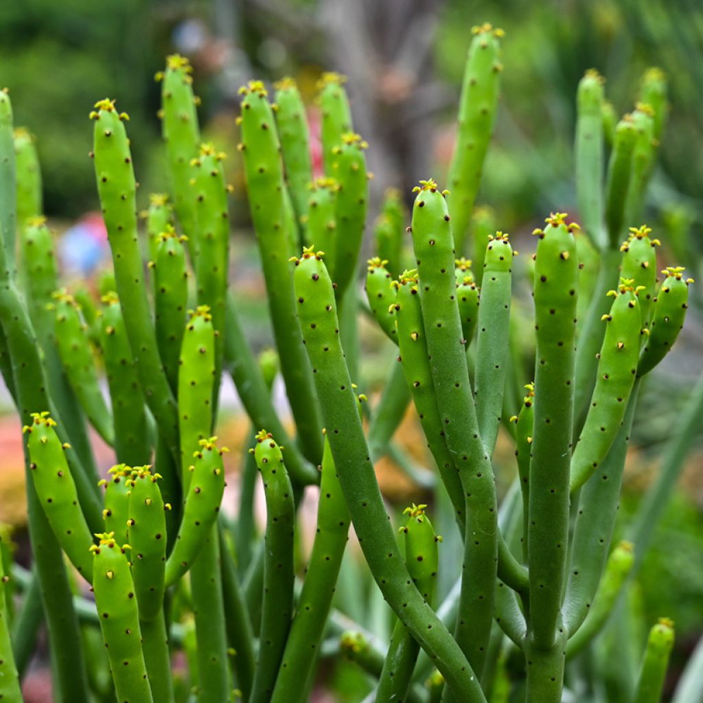 Bleistiftstrauch - Euphorbia tirucalli