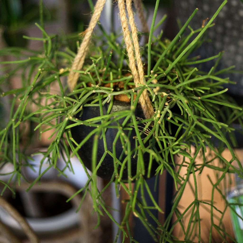 Bleistiftstrauch - Euphorbia tirucalli