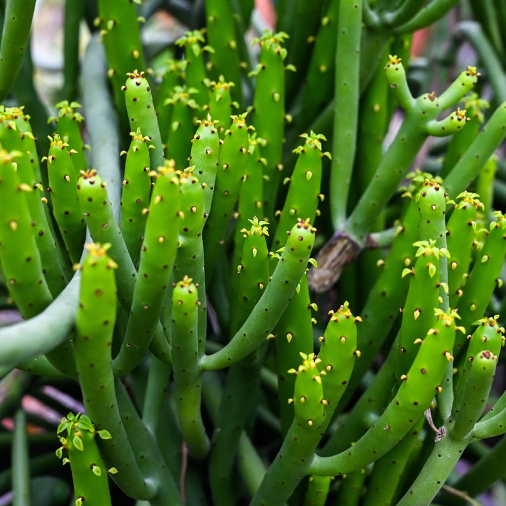 Bleistiftstrauch - Euphorbia tirucalli