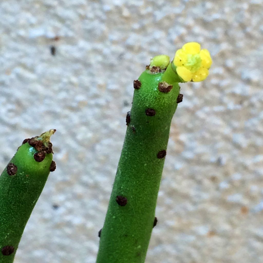 Bleistiftstrauch - Euphorbia tirucalli