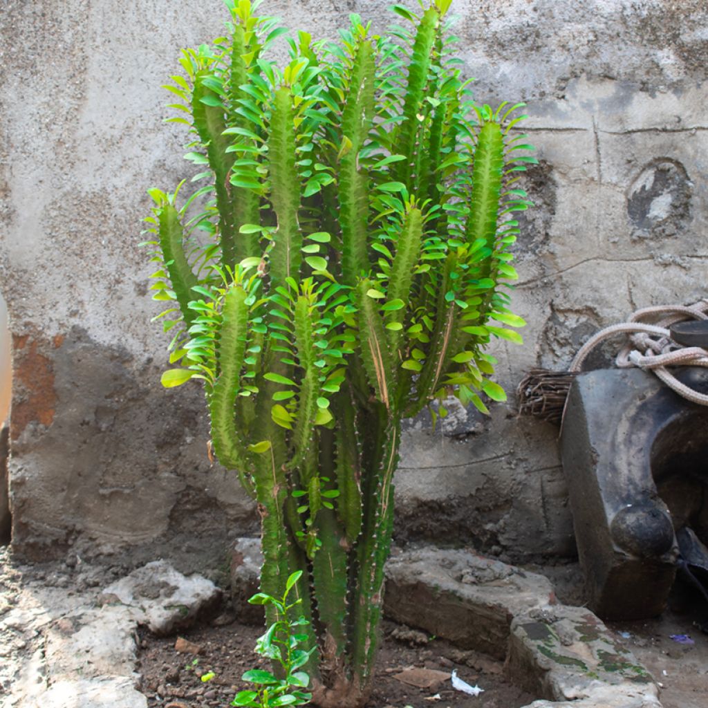 Euphorbia trigona