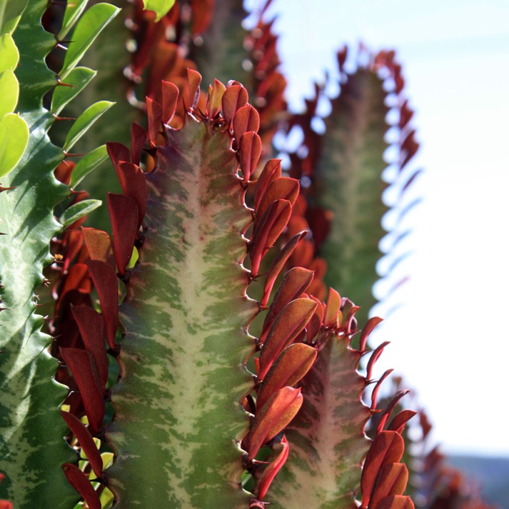 Euphorbia trigona f. rubra