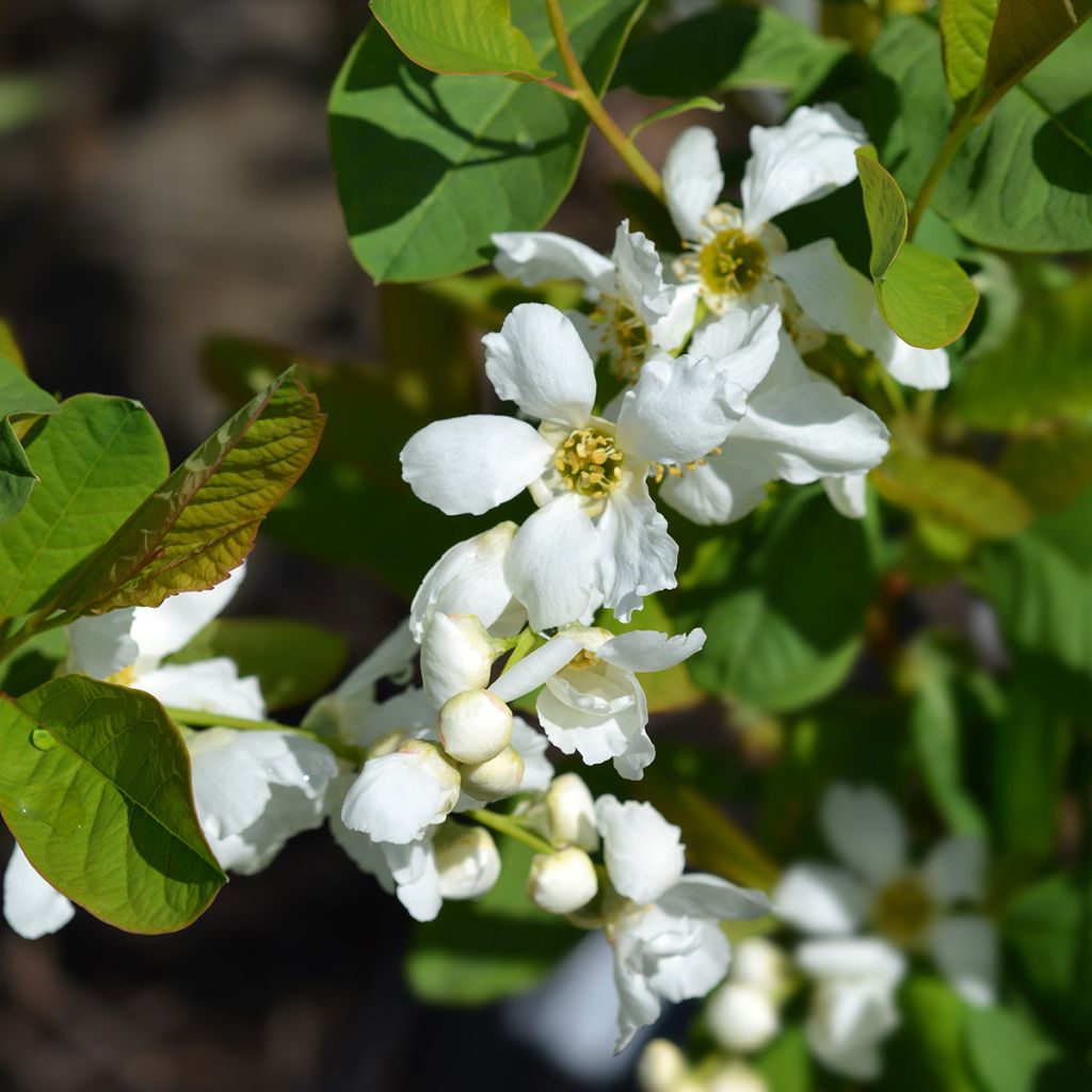 Prunkspiere Snow White - Exochorda serratifolia