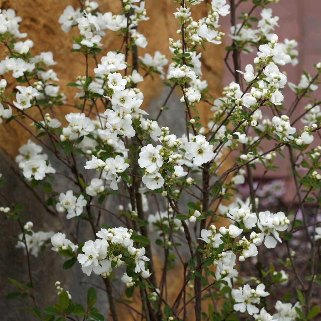 Prunkspiere The Bride - Exochorda macrantha