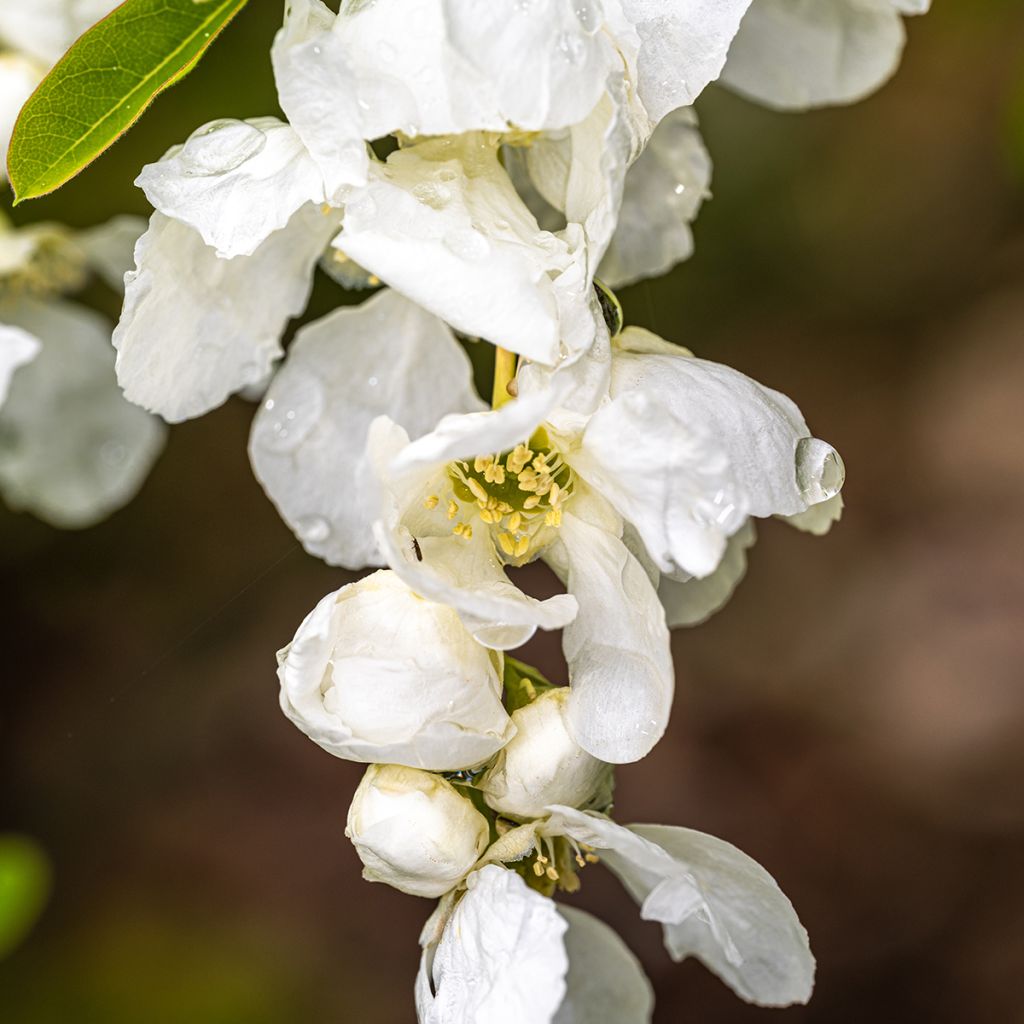 Prunkspiere The Bride - Exochorda macrantha