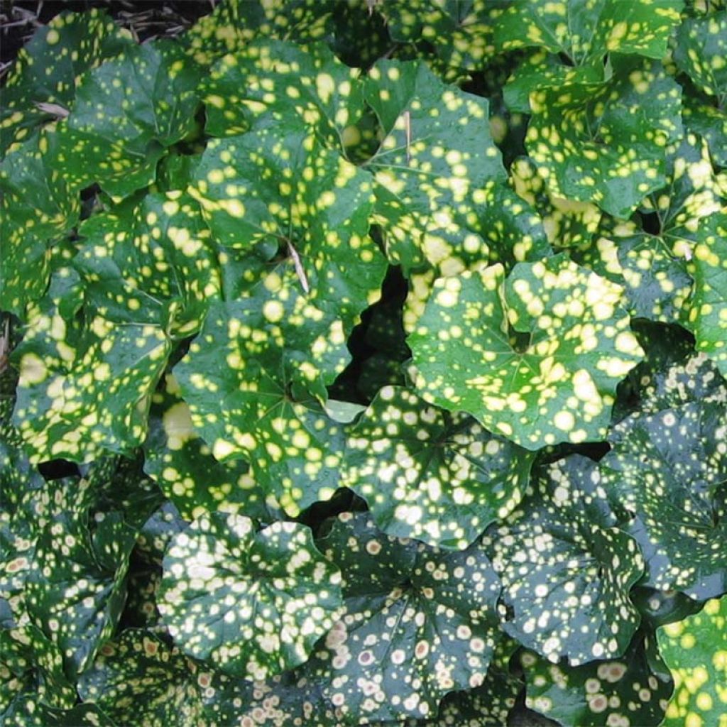 Farfugium japonicum Aureomaculatum - Japanischer Scheingoldkolben