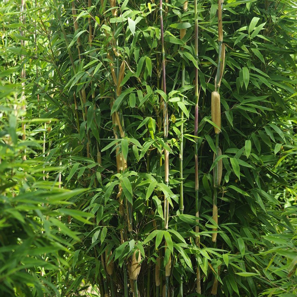 Fargesia murielae Maasai - Bambus