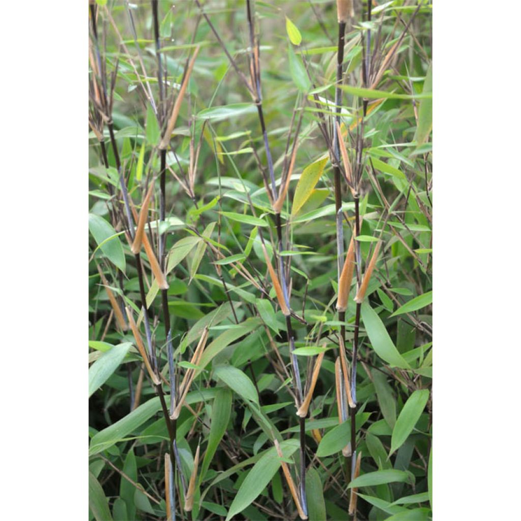 Fargesia nitida Great Wall - Bambou non traçant