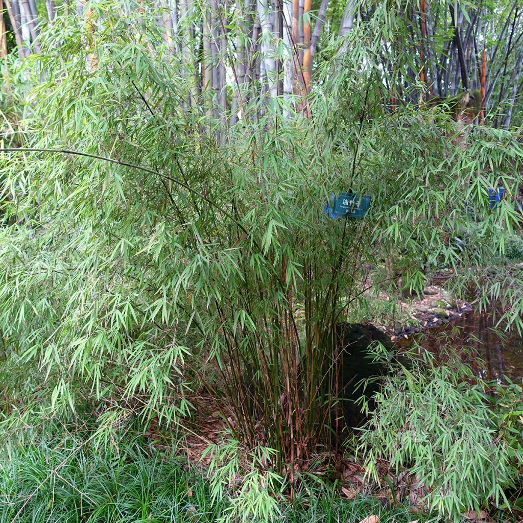 Fargesia angustissima - Bambus