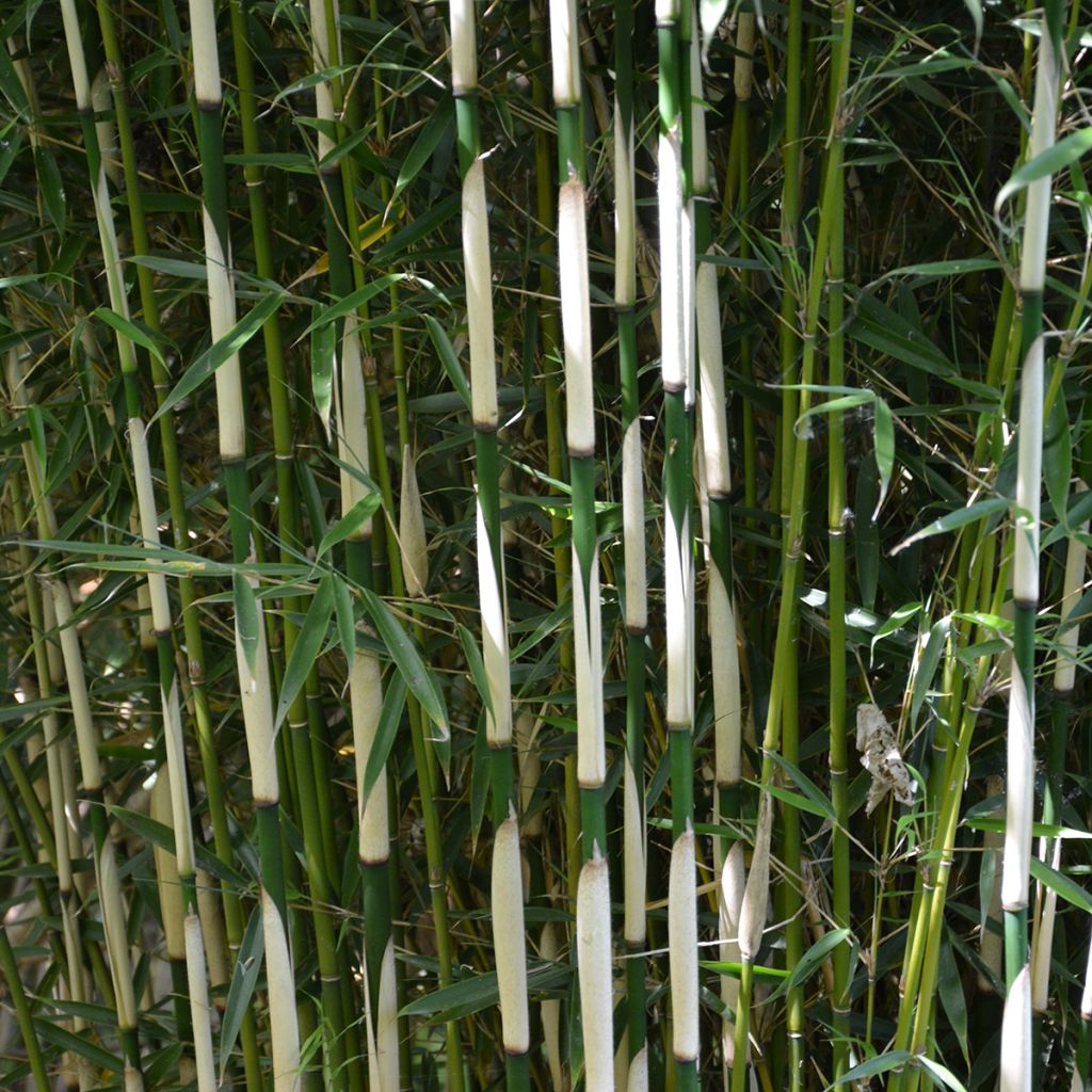 Fargesia robusta Pingwu - Bambus