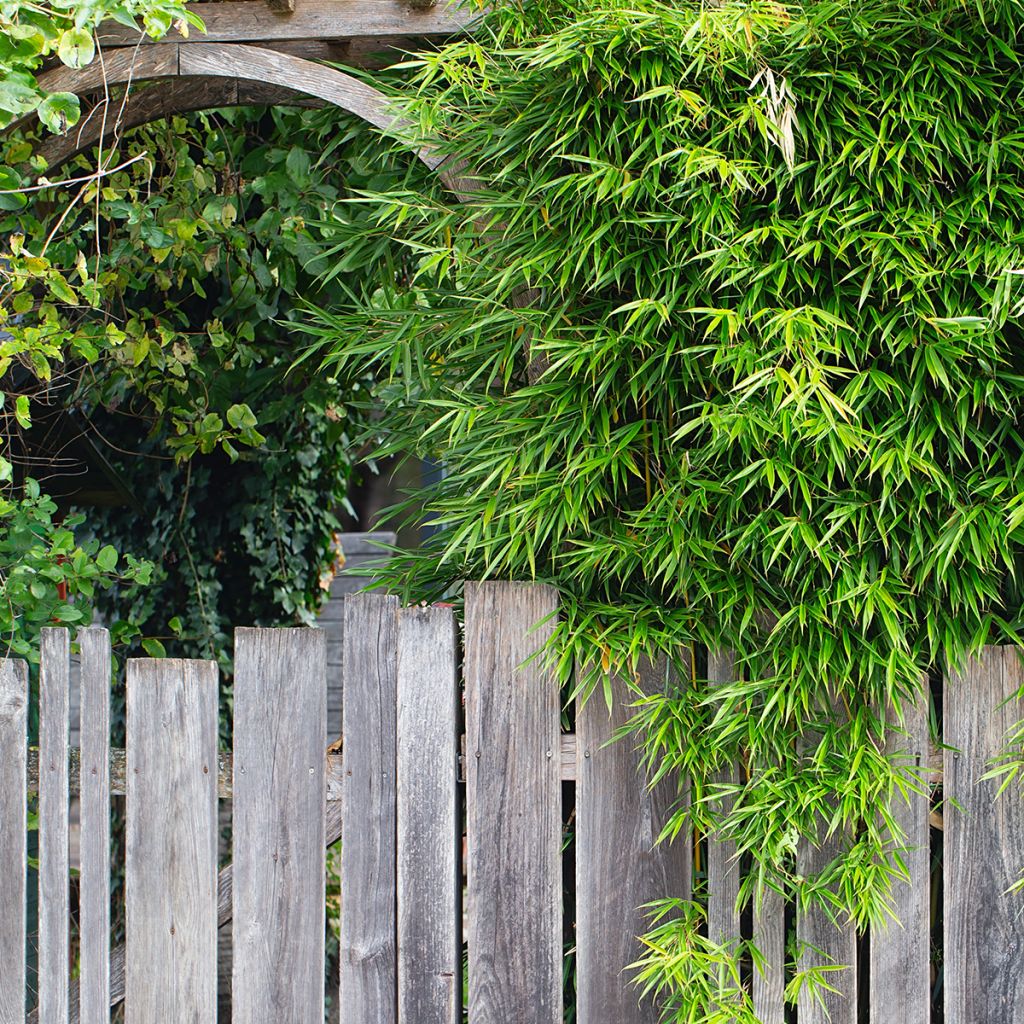 Fargesia robusta Pingwu - Bambus