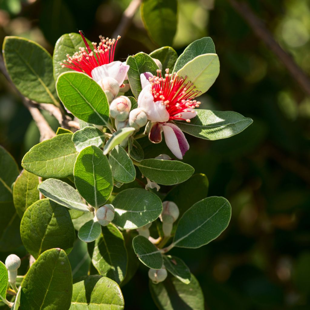 Brasilianische Guave Triumph - Feijoa sellowiana