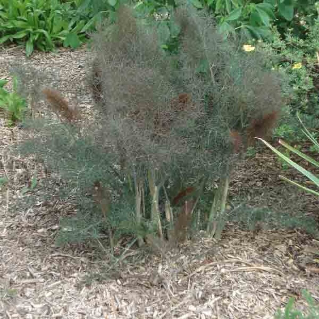 Fenchel Purpureum - Foeniculum vulgare