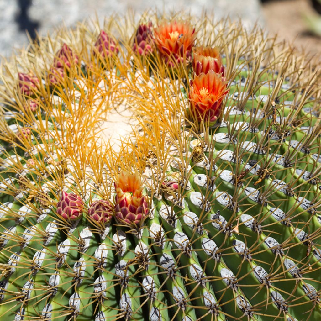 Ferocactus emoryi - Ferokaktus