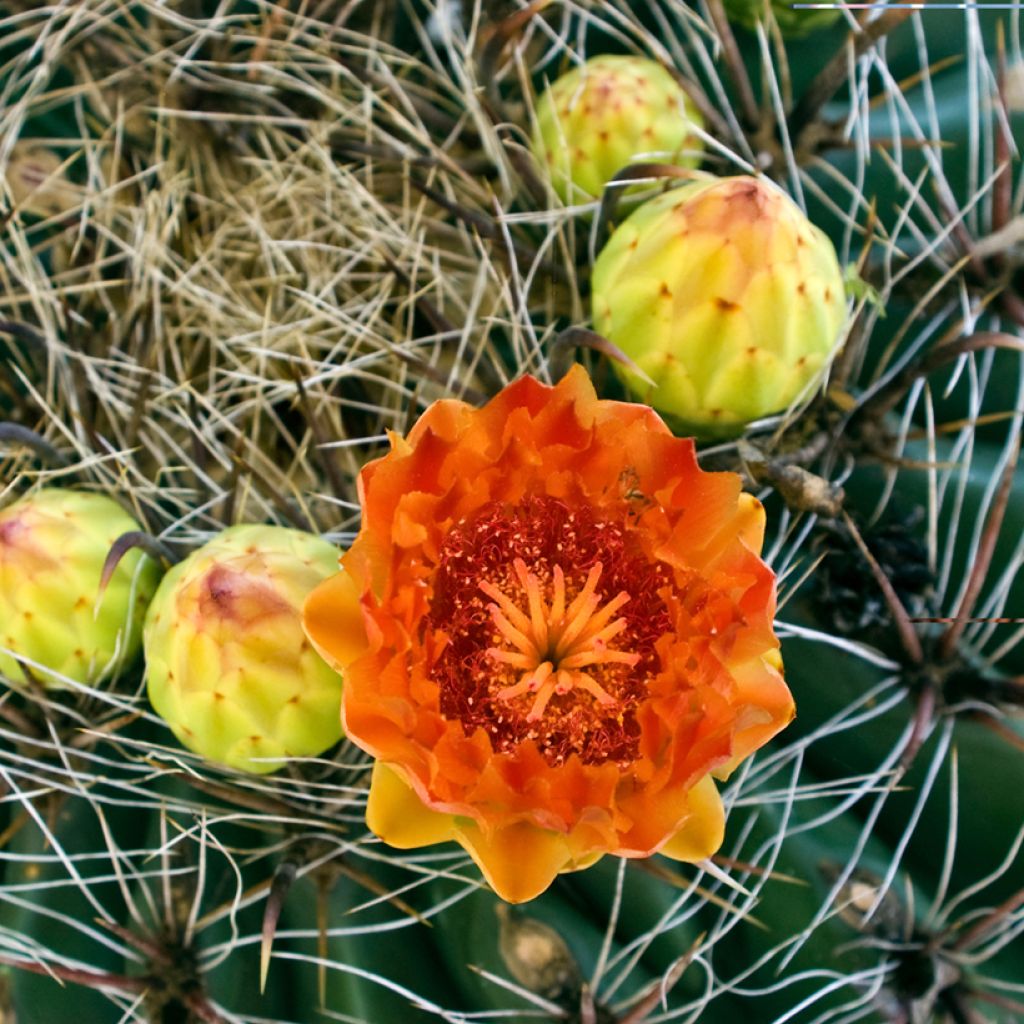 Ferocactus emoryi - Ferokaktus