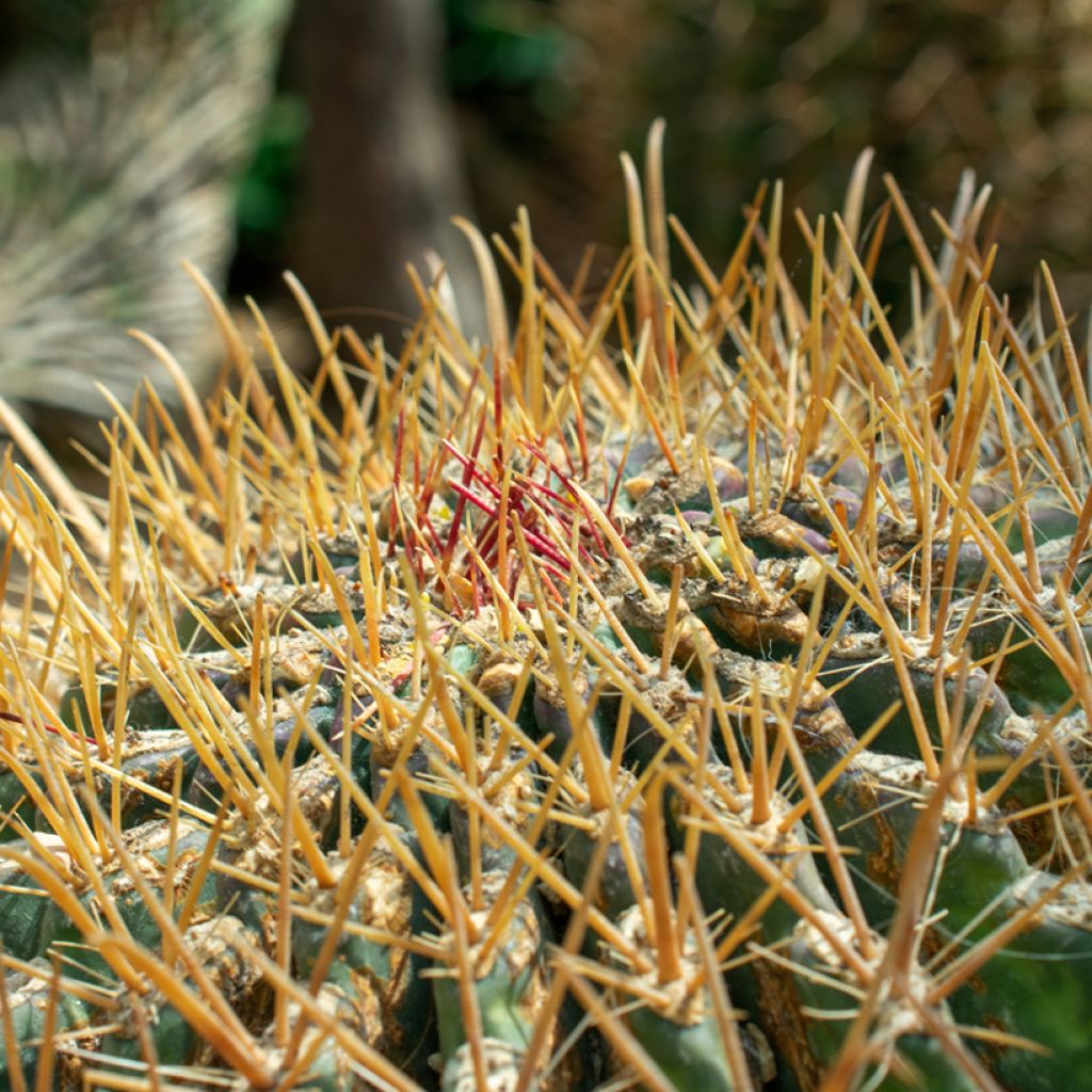 Ferocactus emoryi - Ferokaktus