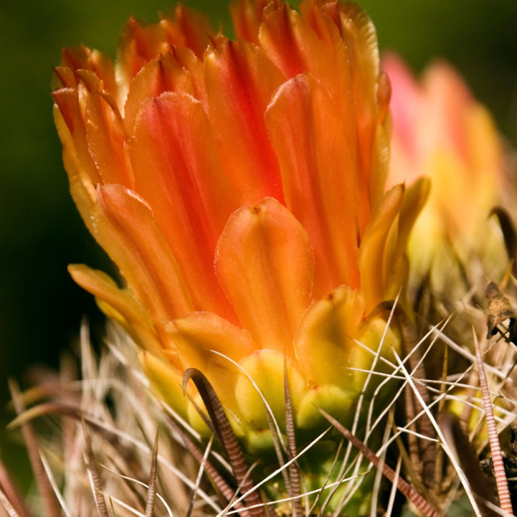 Ferocactus emoryi - Ferokaktus