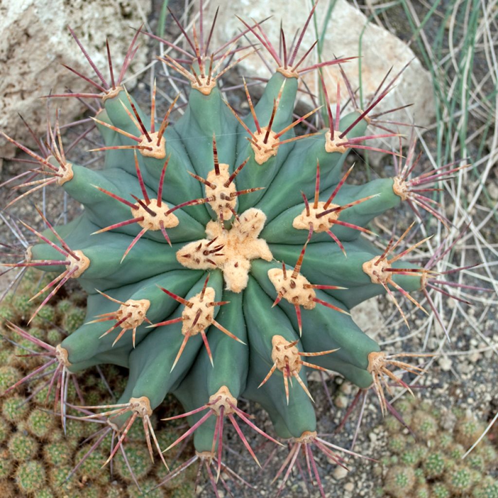 Ferocactus emoryi - Ferokaktus