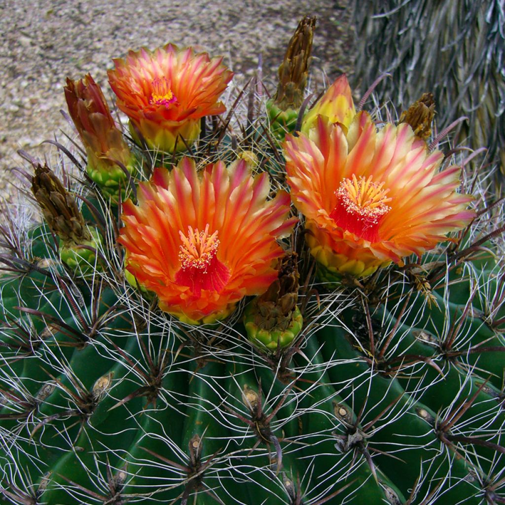 Ferocactus emoryi - Ferokaktus