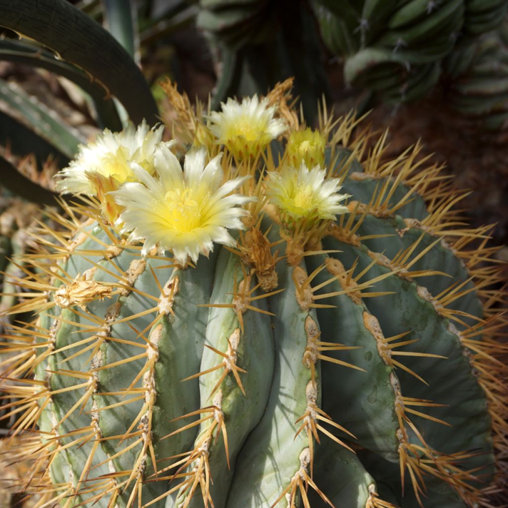 Ferocactus glaucescens - Ferokaktus