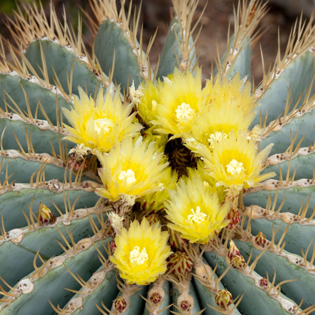 Ferocactus glaucescens - Ferokaktus