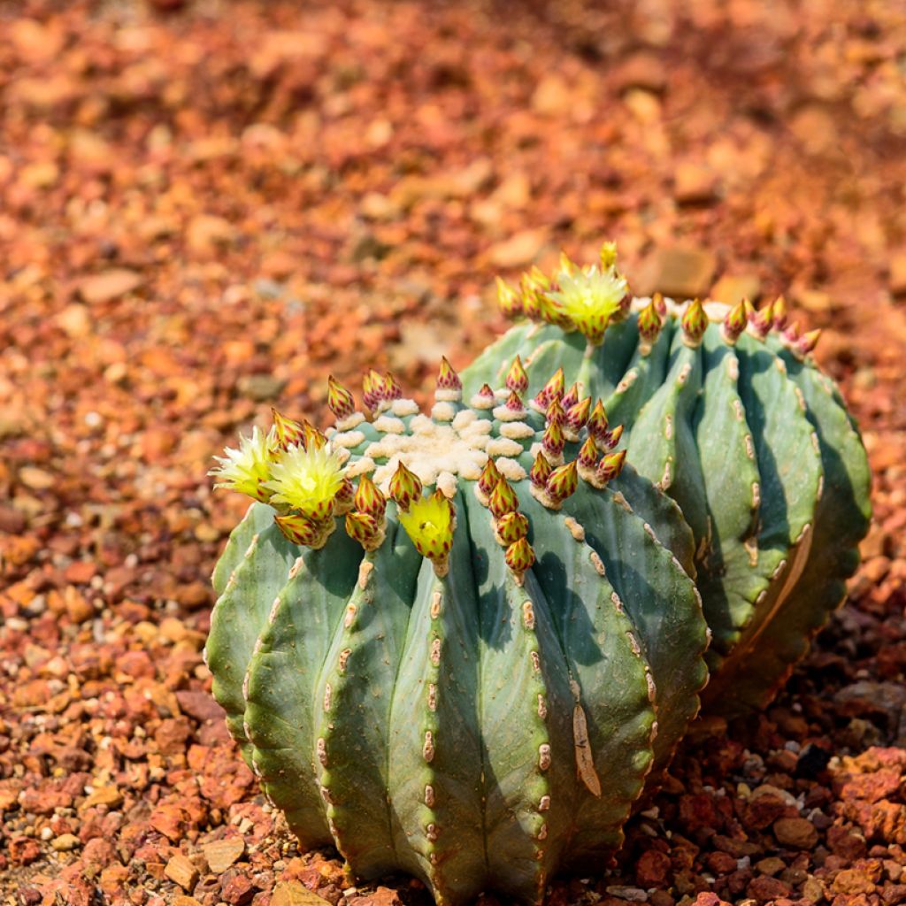 Ferocactus glaucescens - Ferokaktus
