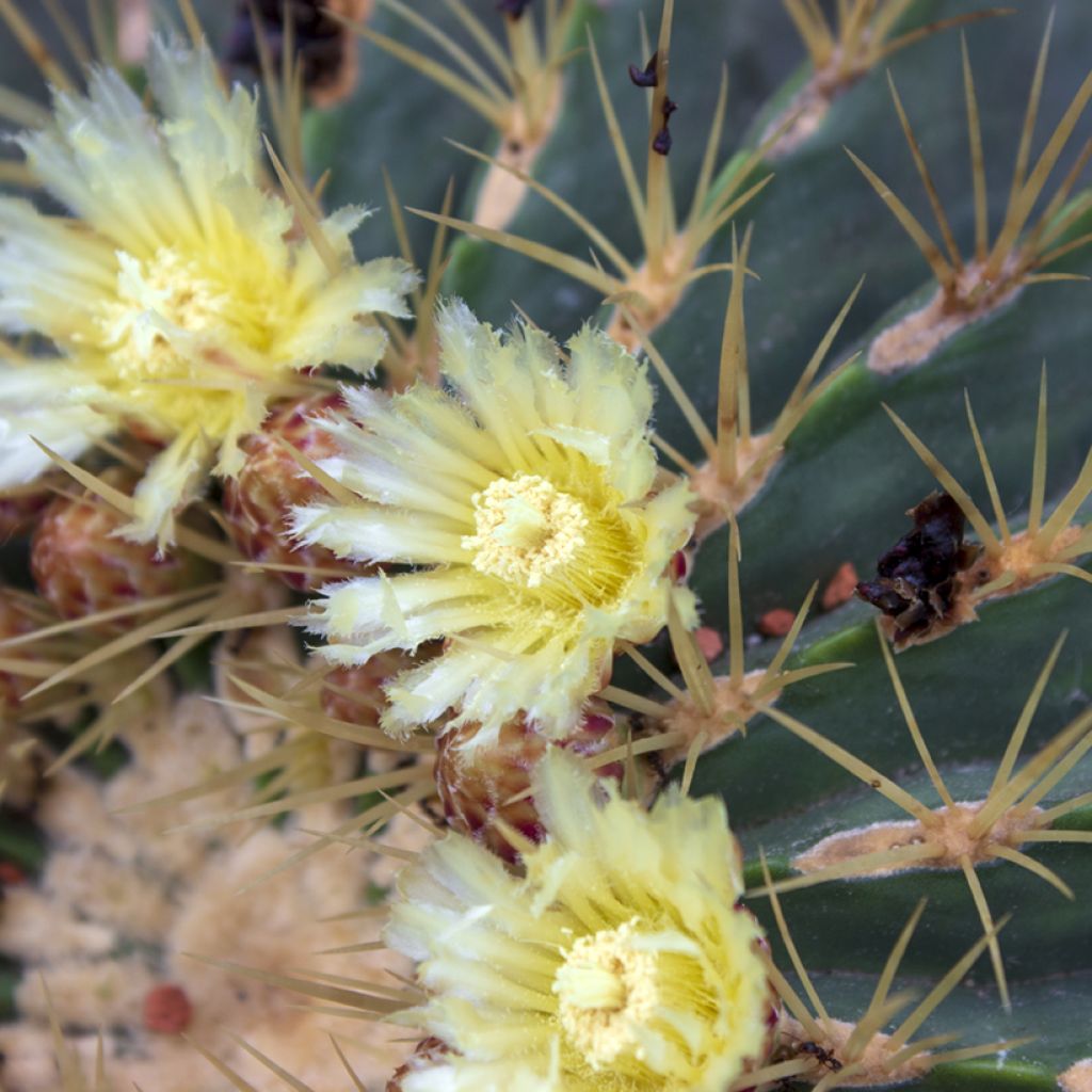 Ferocactus glaucescens - Ferokaktus
