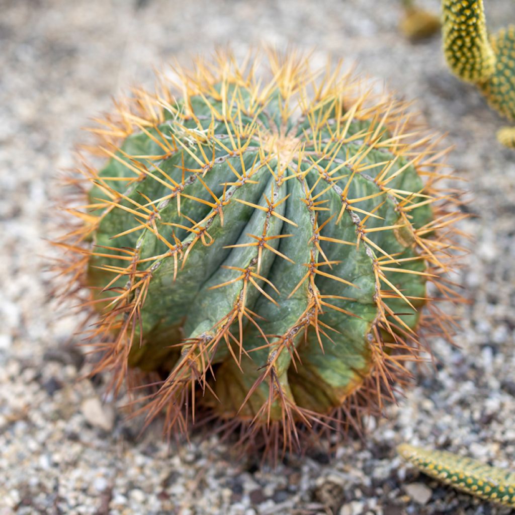 Ferocactus glaucescens - Ferokaktus