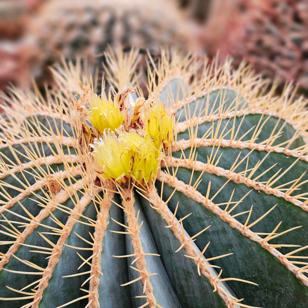 Ferocactus glaucescens - Ferokaktus