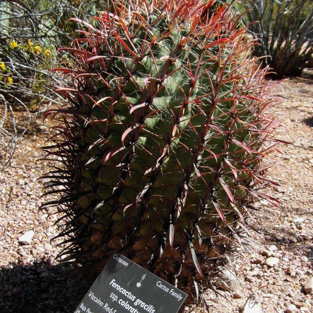 Ferocactus gracilis subsp. coloratus - Ferokaktus