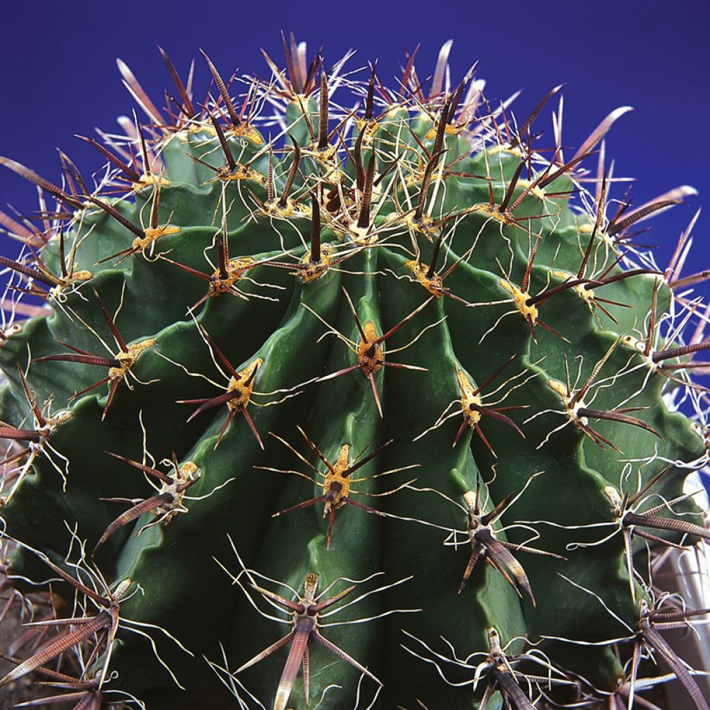 Ferocactus horridus - Ferokaktus