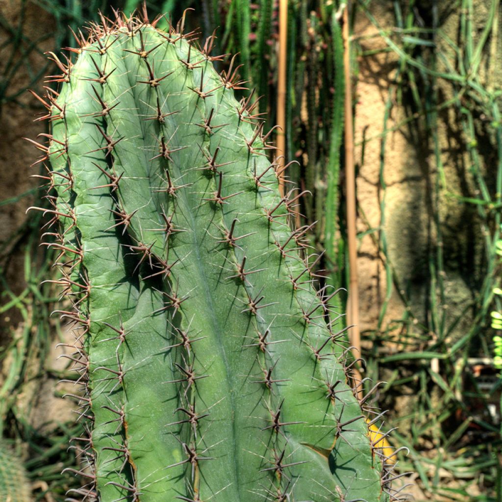 Ferocactus horridus - Ferokaktus