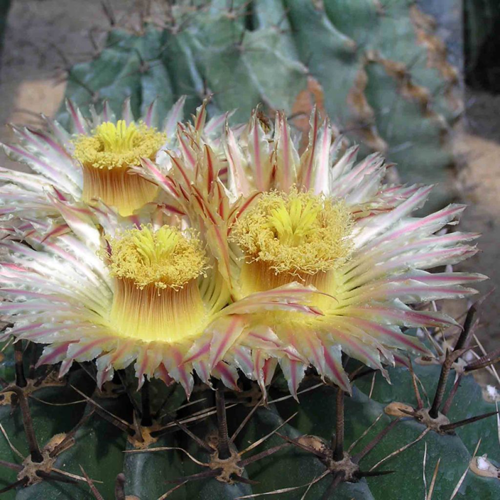 Ferocactus horridus - Ferokaktus