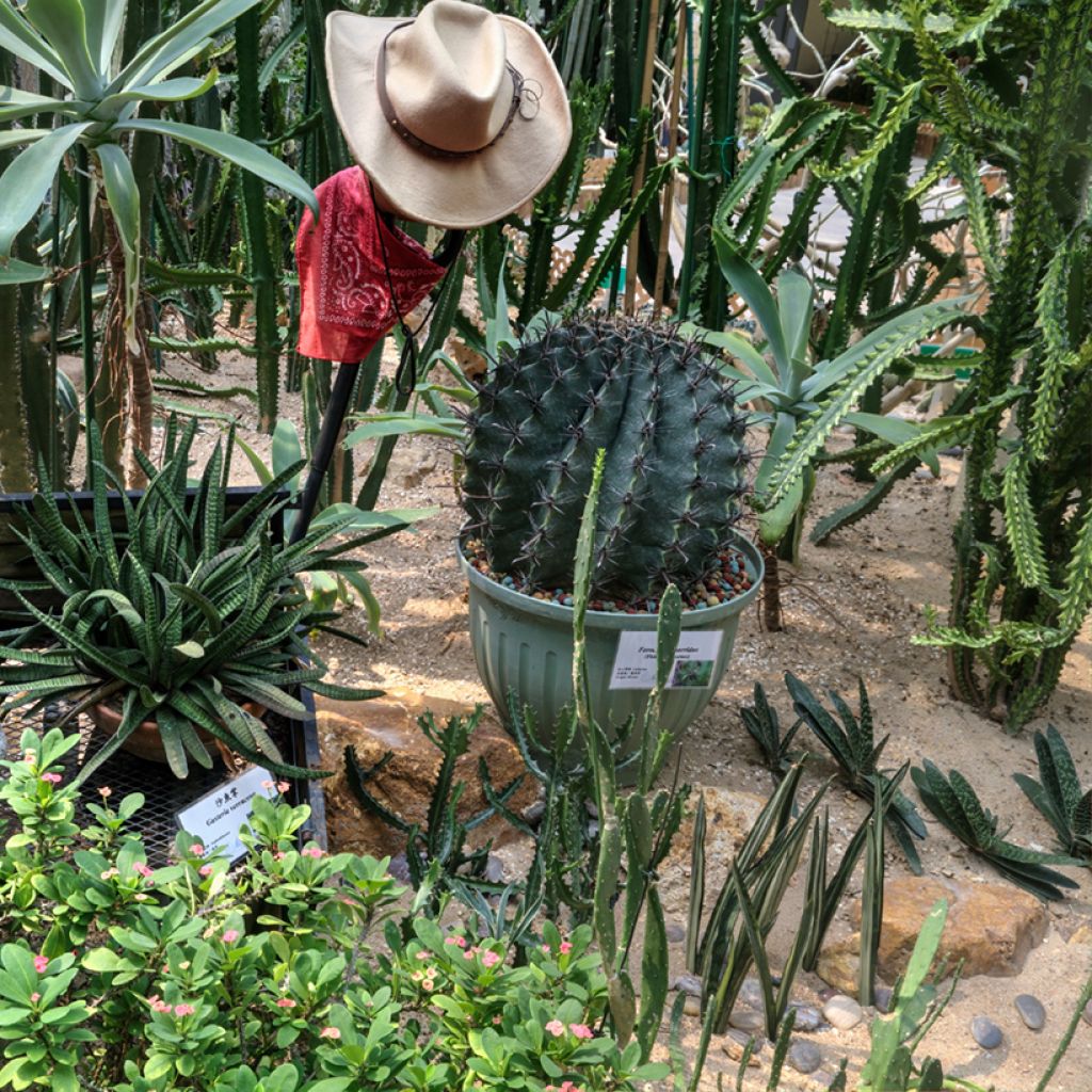 Ferocactus horridus - Ferokaktus