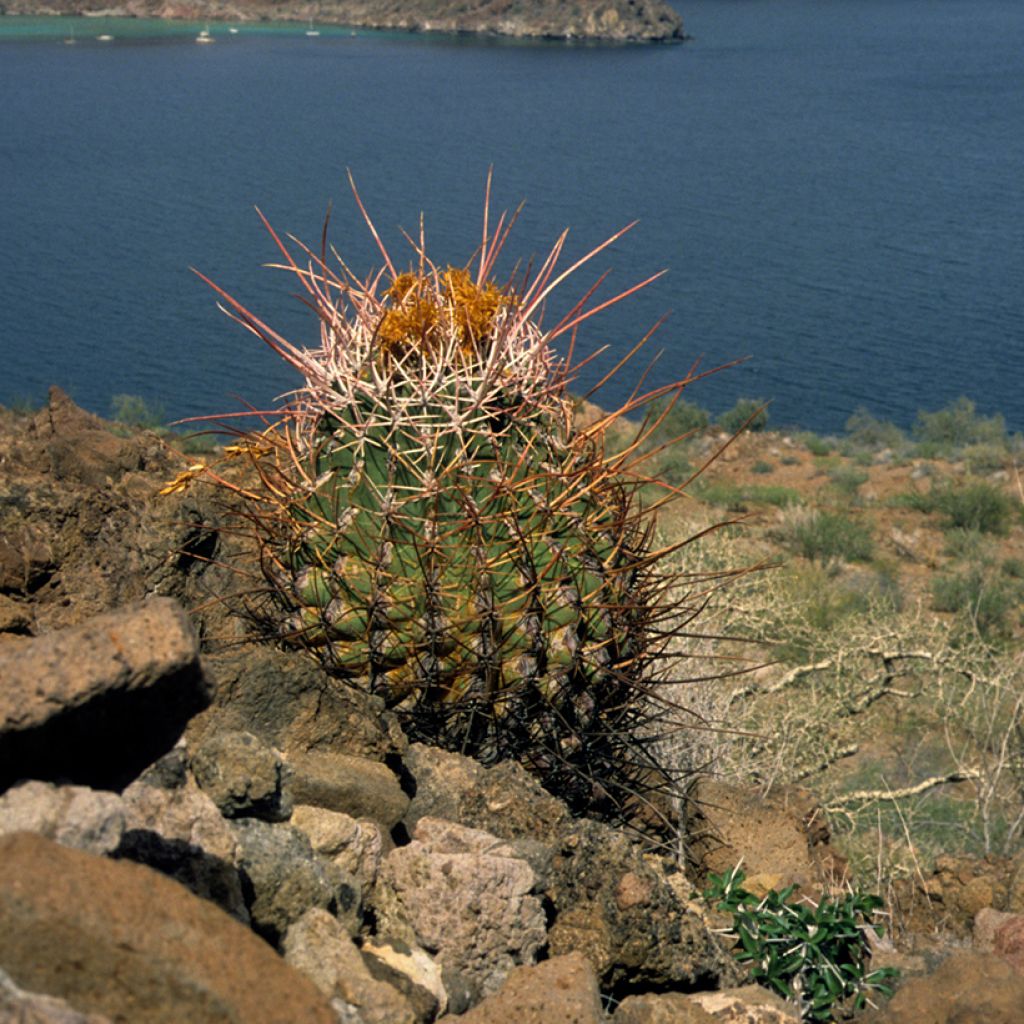 Ferocactus rectispinus - Ferokaktus