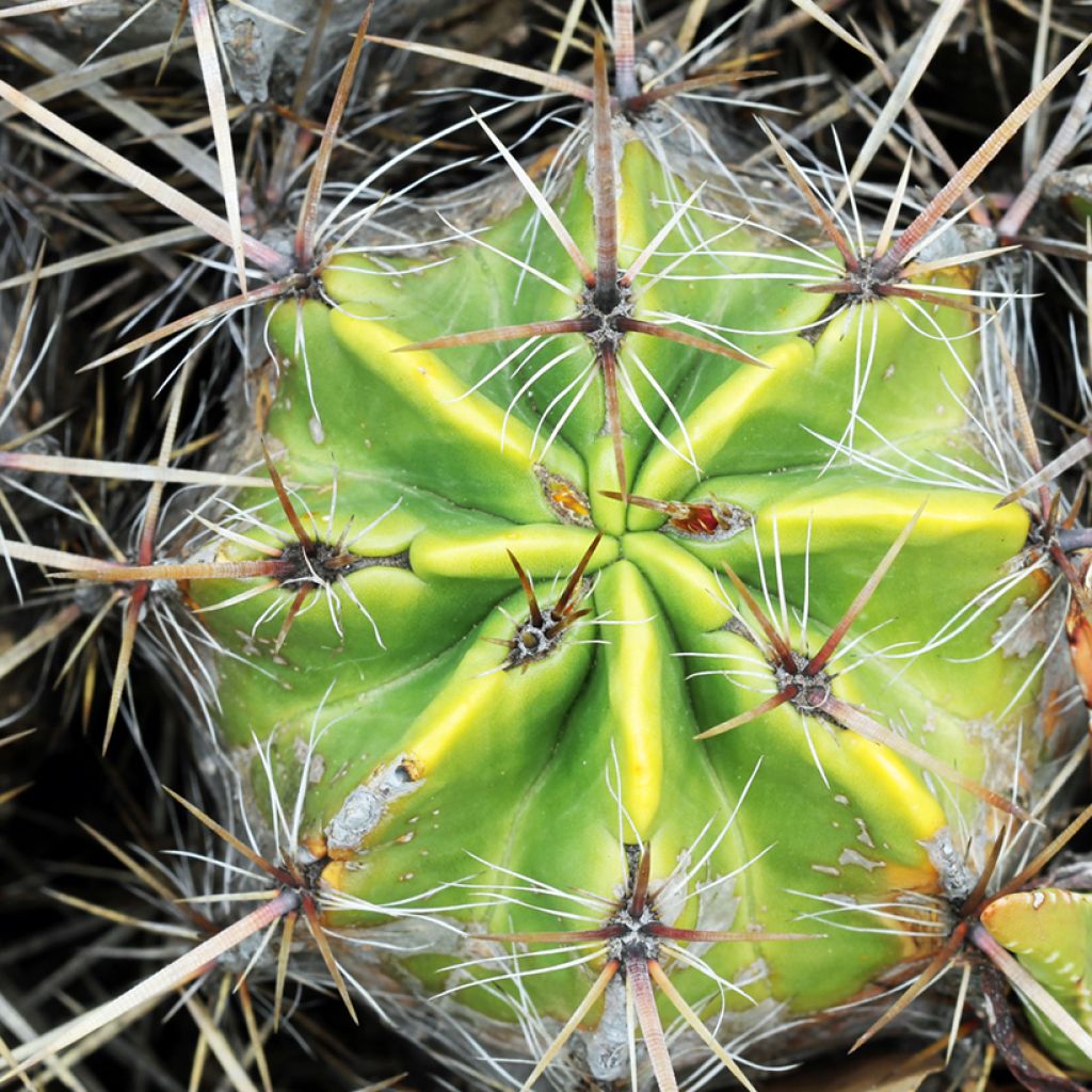 Ferocactus robustus - Ferokaktus