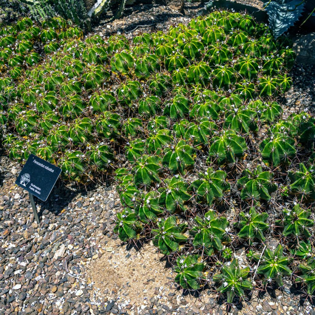 Ferocactus robustus - Ferokaktus