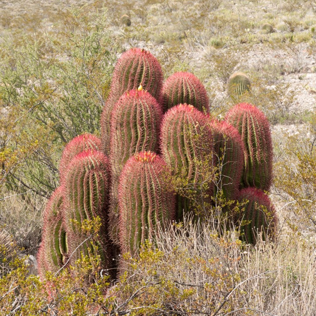 Ferocactus stainesii - Ferocactus stainesii