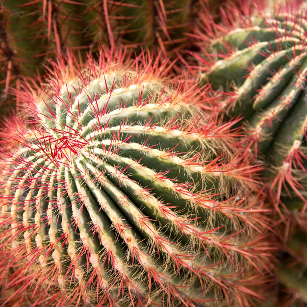 Ferocactus stainesii - Ferocactus stainesii